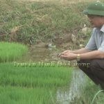 Đồng chí Nguyễn Công Châu – Phó chủ tịch UBND huyện  kiểm tra sản xuất vụ Hè Thu năm 2016